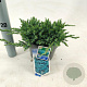 Juniperus squamata 'Blue Carpet' 20-25 cm 3,0L
