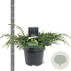 Juniperus squamata 'Blue Carpet' 30-40 cm 3,0L