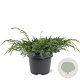 Juniperus squamata 'Blue Carpet' 30-40 cm 3,0L