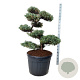 Juniperus squamata 'Blue Carpet' 125 cm stam cont. 130L bonsai