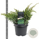 Juniperus squamata 'Blue Spider' 30-40 cm 3,0L