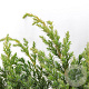 Juniperus squamata 'Blue Spider' 30-40 cm 3,0L