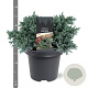 Juniperus squamata 'Blue Star' 25-30 cm 5,0L