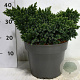 Juniperus squamata 'Blue Star' 30-40 cm 7,5L