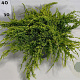 Juniperus squamata 'Holger' 40-50 cm 5,0L