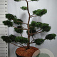 Juniperus virg. 'Grey Owl' 150-175 cm cont. 130L bonsai