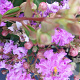 Lagerstroemia 'Cordon Blue' 20-30 cm 7,5L