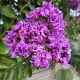 Lagerstroemia i. 'Catawba' 50-60 cm 7,5L