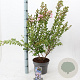Lagerstroemia i. With Love Babe 40-60 cm 5,0L