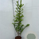 Larix kaempferi 100-125 cm 5,0L