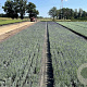 Lavandula ang. 'Hidcote' 15-20 cm C1