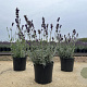 Lavandula ang. 'Hidcote' 15-20 cm C1