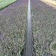 Lavandula ang. 'Hidcote' 15-20 cm C1