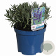 Lavandula ang. 'Hidcote' 15-20 cm 2,0L