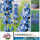 Lavandula ang. 'Munstead' 15-20 cm 2,0L