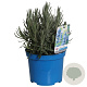 Lavandula ang. 'Munstead' 15-20 cm 2,0L