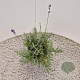 Lavandula ang. 'Munstead' 20-25 cm C1.5