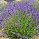 Lavandula ang. 'Twickel Purple' GM P9