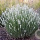 Lavandula ang. White Fragrance GM P9