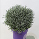 Lavandula intermedia 25-30 cm 5,0L bol