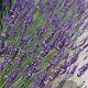 Lavandula int. Phenomenal GM P9