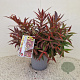 Leucothoe keiskei Burning Love 30-35 cm 2,5L