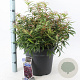 Leucothoe keiskei Burning Love 40-50 cm 15L