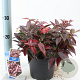 Leucothoe Lovita 25-30 cm 2,0L