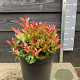 Leucothoe 'Zeblid' 30-40 cm 7,5L