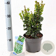 Ligustrum j. 'Rotundifolium' 25-30 cm 2,0L