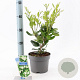 Ligustrum j. 'Texanum' 25-30 cm 2,0L