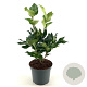 Ligustrum j. 'Texanum' 25-30 cm 2,0L