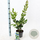 Ligustrum j. 'Texanum' 25-30 cm 2,0L