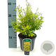 Ligustrum oval. 'Lemon and Lime' 25-30 cm 2,0L