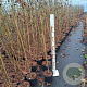 Liquidambar styraciflua 60-80 cm 5,0L