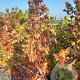 Liquidambar styraciflua 150-175 cm 7,5L Gestokt
