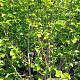 Magnolia 'Galaxy' 225-250 cm cont. 90L struik