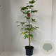 Liquidambar s. 'Worplesdon' 60-80 cm 3,0L met stok geveerd