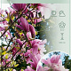 Magnolia 'Galaxy' 120 cm stam 10L