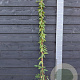 Lonicera Caprilia Ever 150-175 cm vierkant rond 5,5L