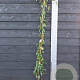 Lonicera henryi 'Copper Beauty' 150-175 cm vierkant rond 5,5L