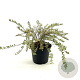 Lonicera nit. 'Lemon Beauty' 25-30 cm 2,0L