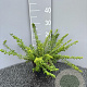 Lonicera nit. 'Maigrün' 20-25 cm 2,0L