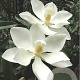 Magnolia grand. 'TMGH' 100-125 cm met kluit meerstammig