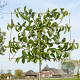 Magnolia kobus 14-16 HO draadkluit lei 180x150 200 cm stam