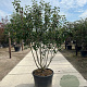 Malus 'Braendkjaer' 100-125 cm 40L meerstammig