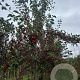 Malus 'Braendkjaer' 14-16 HO draadkluit