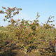 Malus floribunda 200-250 cm draadkluit meerstammig
