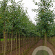 Malus 'Gorgeous' 16-18 HO draadkluit 250 cm stam