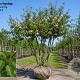 Malus 'Hyslop' 350-400 cm draadkluit meerstammig op aanvraag